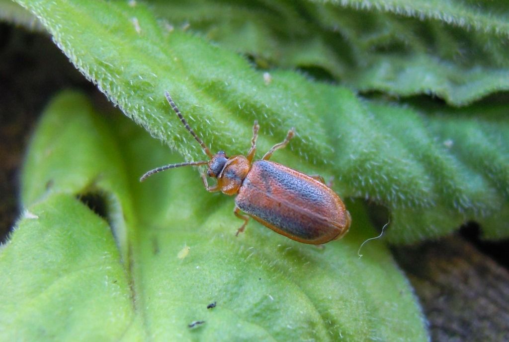 Chrysomelidae: Galerucella sp.? Sì, G. calmariensis